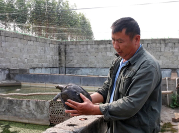 绿水青山间的“鳖”样财富 蒙井村特色养殖成乡村振兴新动力